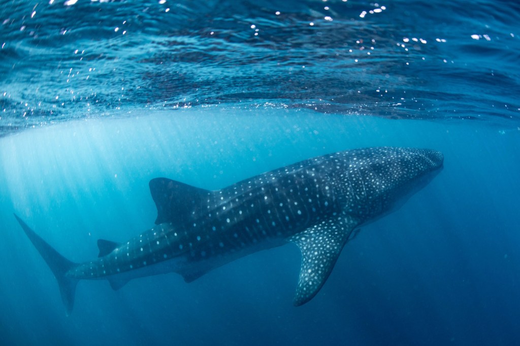 Our Western Australia Van&nbsp;Trip